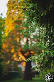 Sequoia On Sunlight Fire By Vincent Pelletier On 500px Hintergrundbilder Liebe Unscharfer Hintergrund Fotografien Hintergrunde