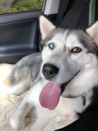 The adoption of a puppy is a big commitment. Pin On Dogs To Adopt