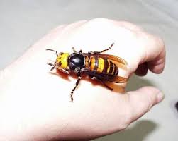 Fun Fact The Asian Giant Hornet Is The Largest Wasp In The World With A Body Length Of 50 Mm 2 Inches And W Japanese Giant Hornet Asian Giant Hornet Hornet