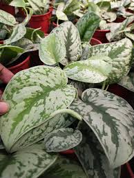 Check spelling or type a new query. Garden Chronicles Different Types Of Scindapsus Pictus