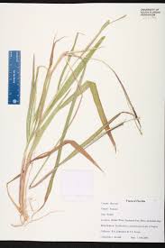 Image result for Rottboellia