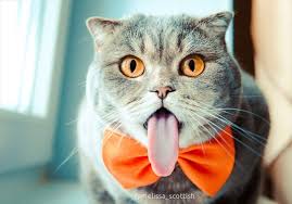 「猫の舌」の画像検索結果