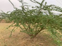 Image result for Prosopis juliflora