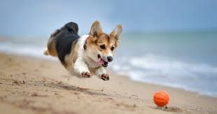 He loves to play games and enjoys traveling with the family. 10 Fun Facts About Corgis The Pint Size Dog Full Of Energy