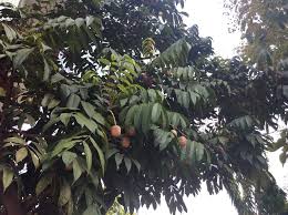 Image result for Pachylobus edulis