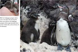 Ask your kiddo to fill in the background and explain why that baby bird is so happy. A Galapagos Penguin Chick One Or Two Days Old Showing The First Download Scientific Diagram