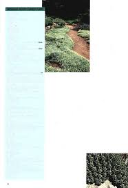 Image result for Diclis reptans