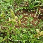 Image result for Asystasia guttata