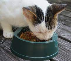 One of the reasons canned diet foods work better is because finicky felines often prefer wet food to dry. My Older Cat Is Losing Weight Should I Feed Her More
