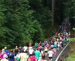 North of san francisco, miranda is the perfect place for lodging and exploring the redwood trees. Avenue Of The Giants Marathon