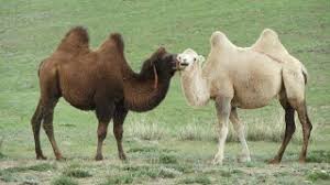 Two of the commen animals called camel include the arabian camel (or dromedary); Scientific Name Camel Youtube