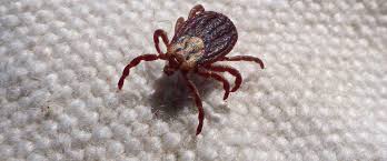 Mätningar visade att parasiten fanns i dricksvattnet. Parasiten Wildvogelhilfe Org