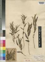 Image result for Acalypha polymorpha