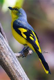 Scarlet Minivet Female Rengarenk Kuslar Guzel Kuslar Mavi Sanat