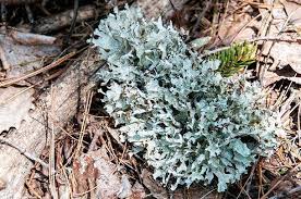 The farmers' almanac wants you. Foraging For Fiddleheads And Wild Food In New Brunswick Canada Cheeseweb