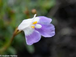 Image result for Linderniella wilmsii