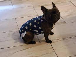 Panama city florida pets and animals 1,500 $. Frenchies Of Panama City And Pcb Home Facebook