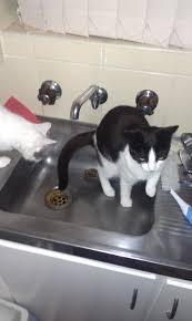 jerk cat likes to shit in the kitchen