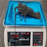 Karunia seafood (depot ikan laut) kabupaten banyumas, jawa tengah. Jual Ikan Dan Hasil Laut Di Jakarta Harga Terbaik Dari Supplier Dan Distributor