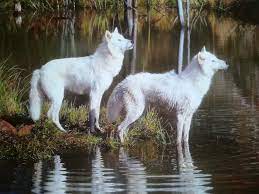 Pin By Lisa Mcdonald On Wolves Albino Animals Rare Albino Animals Animals Beautiful