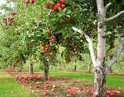 Direkt im frühjahr nach dem letzten frost oder doch lieber bis zum sommer warten? Erfahren Sie Hier Wie Und Wann Sie Einen Apfelbaum Pflanzen Mussen