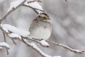 Birds Of Cape Cod Winter Birds To Observe On Cape Cod Winter Bird Bird Photo Cape Cod