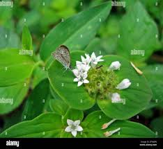 Image result for Richardia brasiliensis