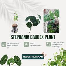 Image result for Stephania cyanantha