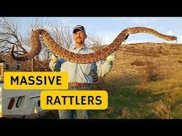 Massive Rattlesnakes Caught In Southwest Oklahoma Fishing Photo Rattlesnake Oklahoma