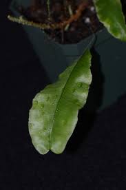 Image result for Oleandra