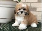 Lhasa Apso Puppies for Sale in Michigan - DogsNow