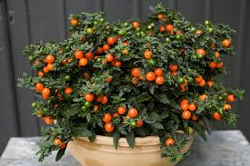 Image result for Solanum torreanum