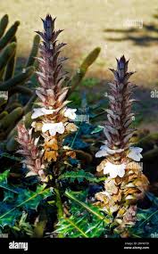 Image result for Acanthus montanus