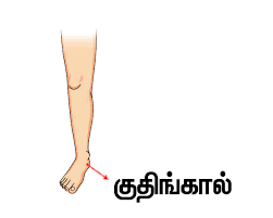 We did not find results for: à®‰à®Ÿà®² à®© à®ª à®•à®™ à®•à®³ Parts Of The Body Tamil Pronunciation World Tamil Academy à®‰à®²à®•à®¤ à®¤à®® à®´ à®• à®•à®² à®µ à®• à®•à®´à®•à®® Online Tamil Language Classes Spoken Tamil For Kids Tamil Lessons