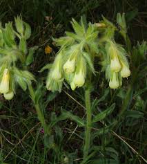 Image result for Cystostemon hispidissimus