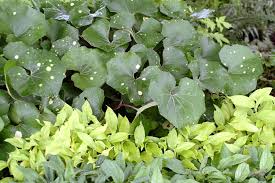 Image result for Farfugium japonicum