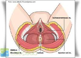 Selain untuk mengencangkan otot dasar panggul, latihan kegel juga dipercaya bisa memuaskan pasangan suami istri saat berhubungan seksual. Cara Senam Kegel Olahraga Carapedia