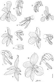 Image result for Walleria mackenziei