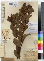 Image result for Eriosema laurentii