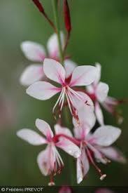 Gaura Lindheimeri Siskiyou Pink Masse Legere De Fleurs Roses Fanant Rose Fonce Presque Rouge Fleur Rose Gaura Fleurs