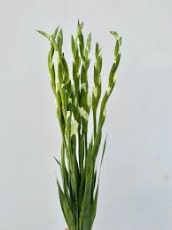 Image result for Gladiolus decoratus