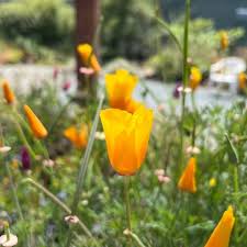 Image result for Eschscholzia
