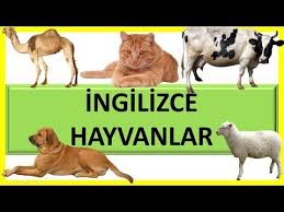ingilizce panosundaki pin