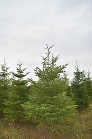 Maybe you would like to learn more about one of these? DirecÈ›ia SilvicÄƒ Scoate La Vanzare Sute De Pomi De CrÄƒciun Ce PreÈ›uri Au Brazii Anul Acesta Sansa News