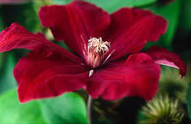 Click here to find out more. Clematis Rouge Cardinal Late Large Flowered Clematis