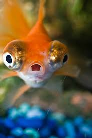 9 Reasons Why Fish Are Really Sad Pets Peta
