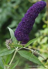Image result for Buddleja davidii