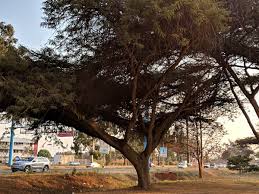 Image result for Acacia abyssinica