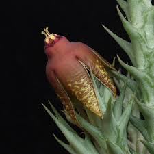 Image result for Orbea umbracula