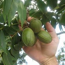 Desirable Pecan Tree Type 1 Pecan Trees Pecan Tree Fruit Trees Hazelnut Tree